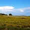 Sunflowers in late summer