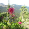 Magenta paintbrush(Castilleja parviflora)  and lupine