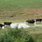 Hot cows cooling off