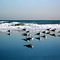 Winter gulls take a moment to reflect in Rye, NH