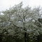Dogwood Tree in Spring