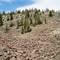 Jackson Mountain summit