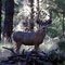 Pagosa Springs Buck