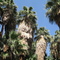 View near start of Palm Trail
