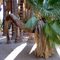 Bend Palm