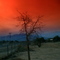 just a tree