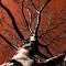The Tree