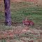 Rabbit at Pratt, KS