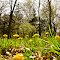 A field of Dandelions