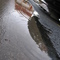 A Drippy Day