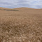Ripe wheat in July