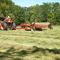 Cutting the hay with haybine