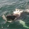 Cape Cod - Whale in the Stellwagen Bank 2