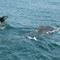 Cape Cod - Whales in the Stellwagen Bank 3