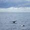 Mama's fluke on left, baby's fluke to right. Cape Cod on horizon.