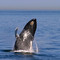 a whale jumps near cape cod