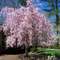Leora's tree