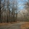 road into the forest