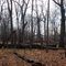 forest trees