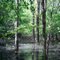 Stagnant Water