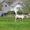 Spurwink Farm, Cape Elizabeth Maine