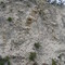 felsic metavolcanics