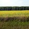 Field near Hawks