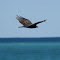 Turkey Vulture