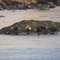 Steller's eiders (male banded) and harlequins on a rock