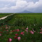 Rice field