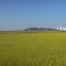 Golden Rice Harvest, Gyo-Ro-Ri (橋路里), Suk-Moon-Myun, Dang-Jin-Goon, Korea