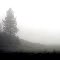 Morning Mists, Heron Creek Road