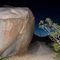 Rock with Pictographs ...03.28.09*