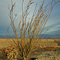 Ocotillo Tree ...02.10.07