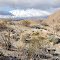 Anza-Borrego Desert Beauty