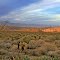 Mescal Bajada near sundown