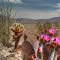 Blooms at Anza-Borrego State Park #2