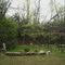Dogwoods in Spring