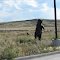 Bear Sculpture