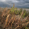 Texas Coastline at Port Aransas