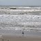 Mustang Island, Corpus Christi, Texas, USA