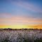 Sunset of a blooming orchard of Almonds.