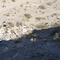 Desert Dumping :(