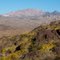 Springtime flowers. Newberry Mountains.