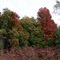 Dad's hunting property (early fall colors)