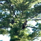 Bald Eagles on the Flambeau River near the Flambeau lodge
