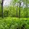 Near Thornapple River