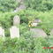 Harrington Family Cemetery