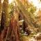 Muir Woods National Monument