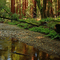Muir Woods, CA